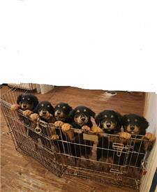 Rescue