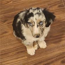 Rescue